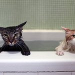 かわいすぎるｗお風呂に落ちたくせにクールな表情のネコたちw