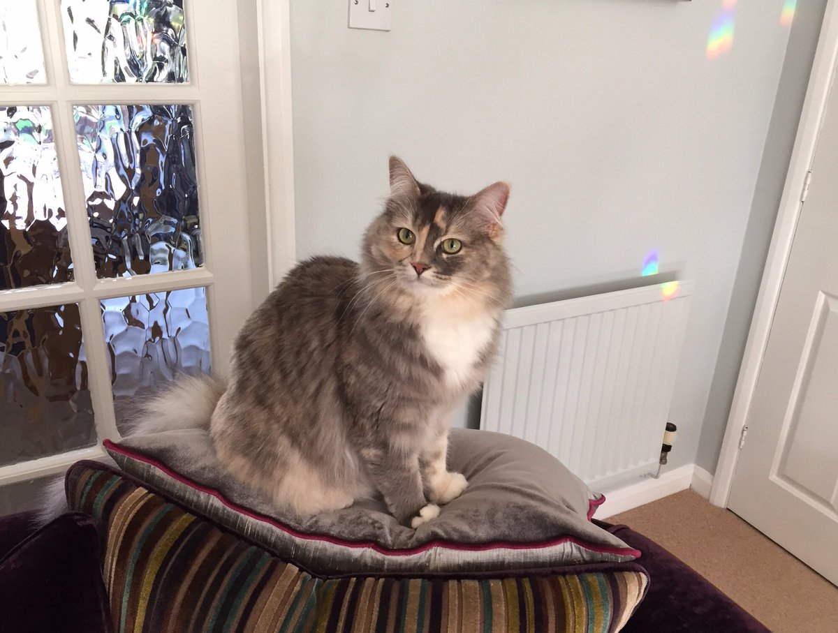 What's your problem? As you work for me, it's my right to wake you up every morning at 4am - Lulu. Happy #fluffyfursday furfriends 😸💕🌞