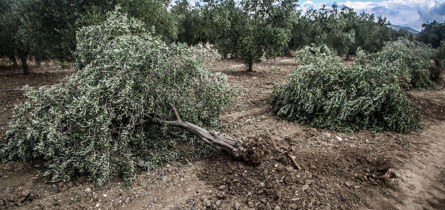 Zeytin kıyımı yasallaşıyor: Zeytinliklerde yapılaşmaya vali başkanlığında karar verilecek
grihat.com/zeytin-kiyimi-…
