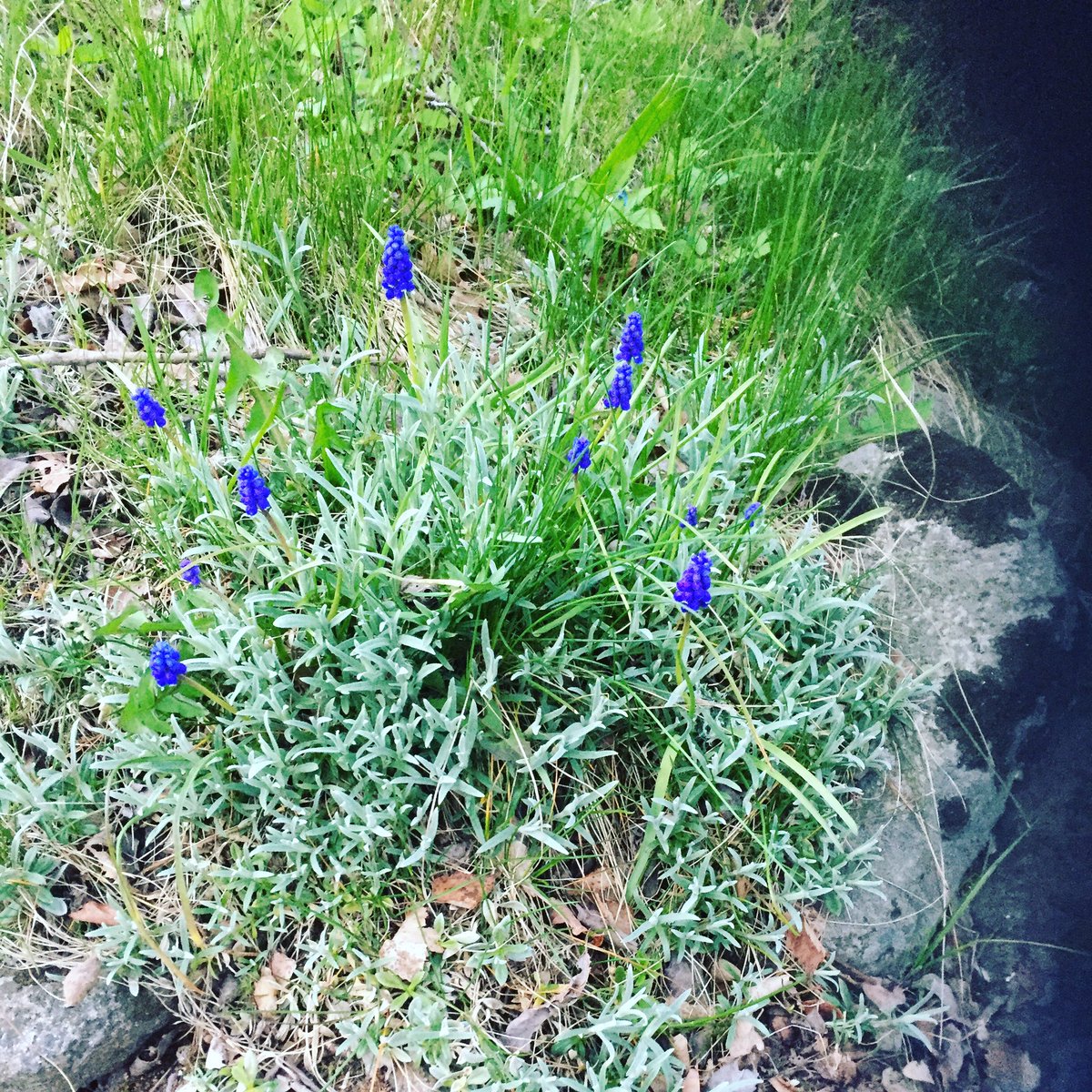 Alexanderhallberg (@alexand9143) on Twitter photo 