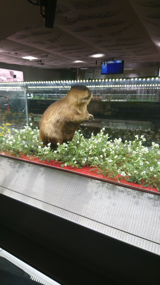 Can we just take a moment for the taxidermy luggage belts at Helsinki airport?! #beaverbelt