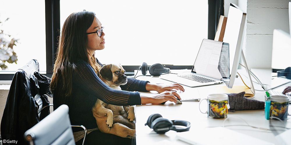 DirectorIoD's tweet photo. Two CEOs give their views on whether having dogs in the workplace is good for business #workplacepets #woof https://t.co/rvBxLFo0qf https://t.co/wtwk1WVVG8