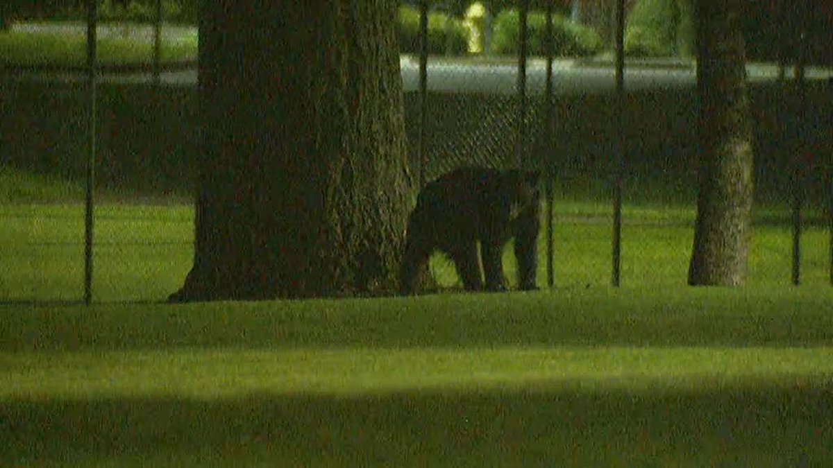 komonews's tweet photo. The latest on #BearinTree right now on #KOMONews at 11:00 https://t.co/spefyiDjRD https://t.co/xAxCP5Oe27