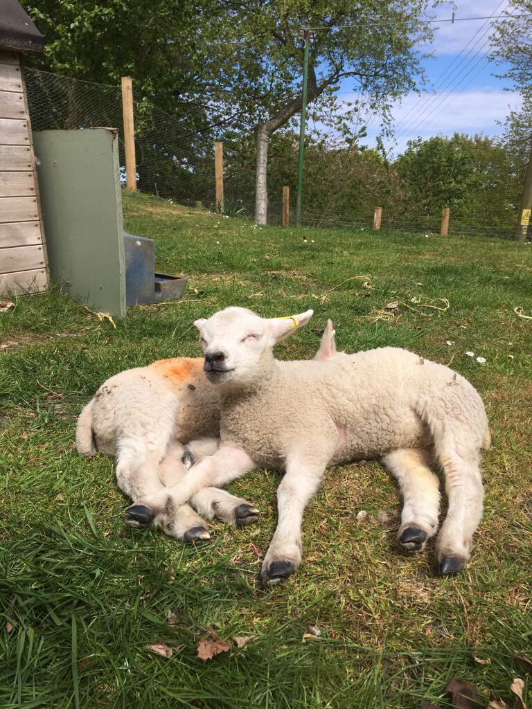 BalungieFarm's tweet photo. @iamwill your namesake will i lamb https://t.co/PlxFWBeQJE