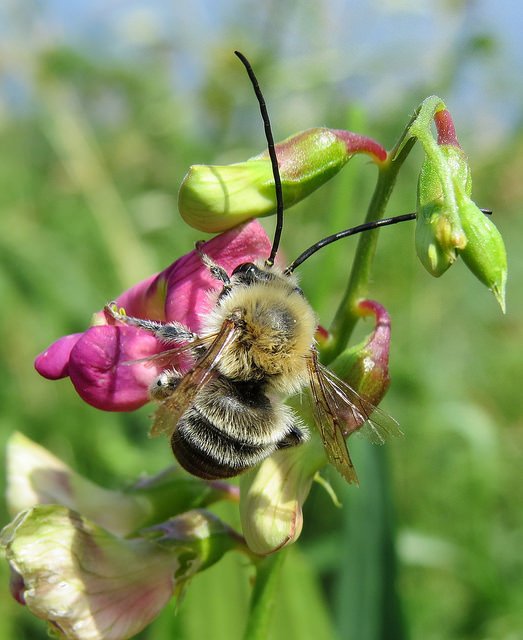 B_Strawbridge's tweet photo. 'E' is for Eucera longicornis (long-horned #bee) #AlphabetBees day5 photo from @StevenFalk1's amazing Flickr site https://t.co/uuZ7BgBN5M https://t.co/kKg2MktvTO
