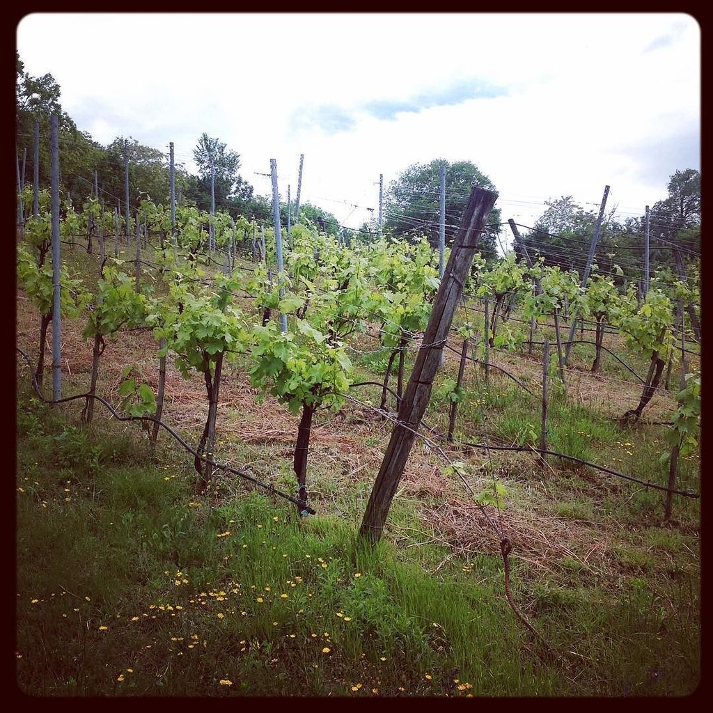 winemakeracadem's tweet photo. The #wine come drone #grape 
Stop!!!!! #winemakers #winemaking #enjoy https://t.co/9QTQG1fBnp https://t.co/tbIHWj13tW