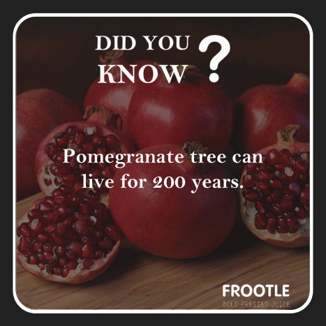letsfrootle's tweet image. Thursday Fact!

#letsfrootle #healthyaddiction #coldpressedjuice #pomegranatefact