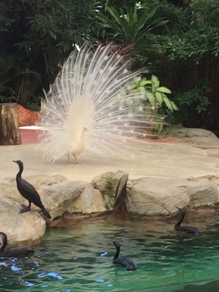 iamstevematthew's tweet photo. Nindotas peacock wuy 😊😂 https://t.co/JePN9ZZ4Ed