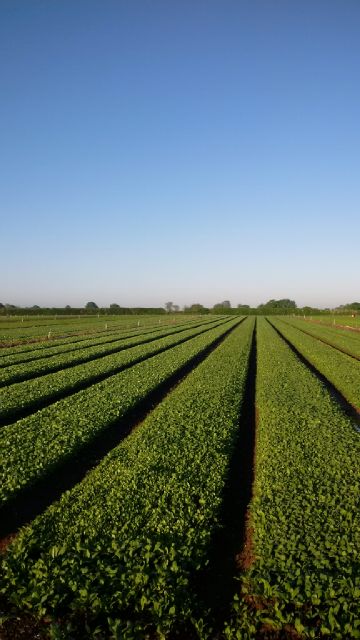 it's hotting up out there ☀️outdoor #spinach looking the part this morning