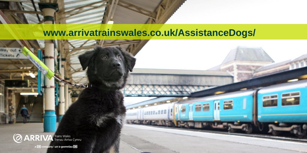 train travel with large dog