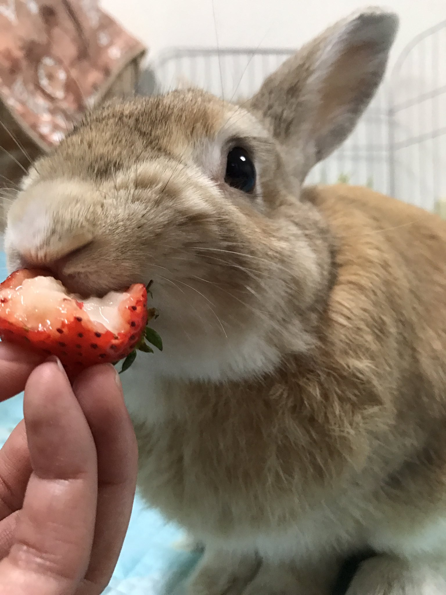 むーじいの日常 名前ムー 8歳 オス うさぎのアカウント今更ながらつくりました おじいちゃんうさぎですが若いうさぎに負けないくらい可愛いので見てくれたら嬉しいです 皆さんのうさぎの写真見て癒されてます W うさぎ好きさんと繋がりたい