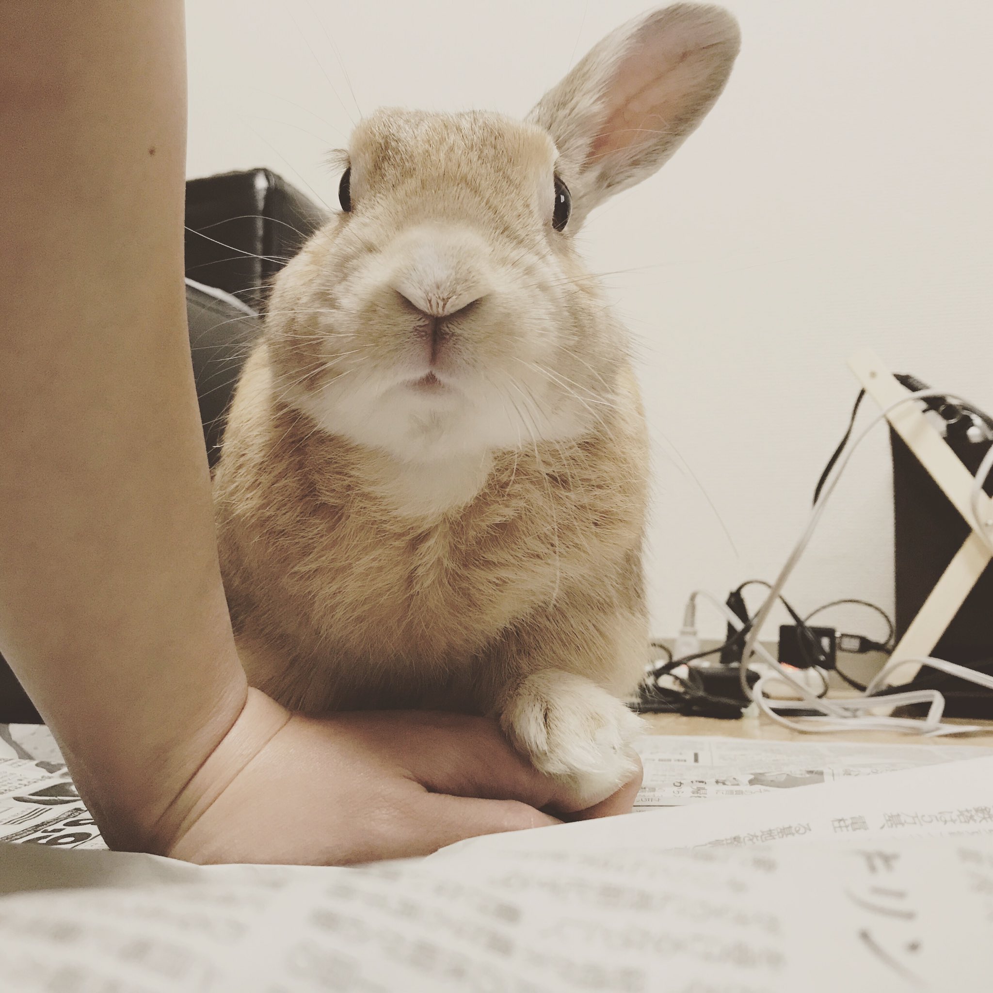 むーじいの日常 名前ムー 8歳 オス うさぎのアカウント今更ながらつくりました おじいちゃんうさぎですが若いうさぎに負けないくらい可愛いので見てくれたら嬉しいです 皆さんのうさぎの写真見て癒されてます W うさぎ好きさんと繋がりたい