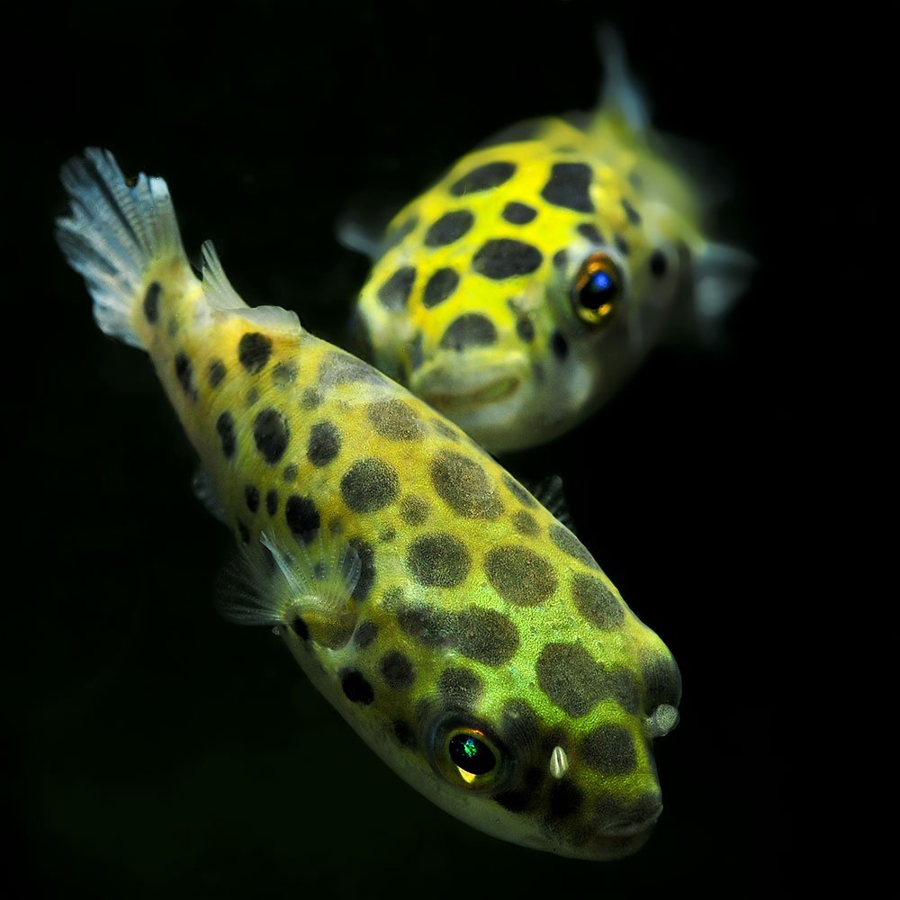 MundoMarMurcia's tweet photo. Hoy nos llega una nueva remesa de AGUA TROPICAL y FRÍA ^_^ / FOTO: Peces globo (tetraodon fluviatilis) disponibles en Mundo Marino ;) https://t.co/j0sDiaGmH1
