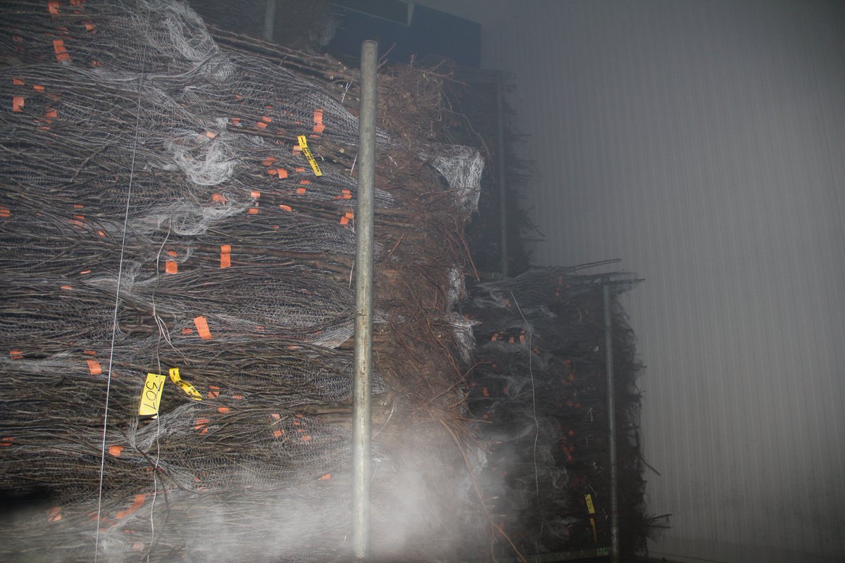 JohnKusters's tweet photo. Met de #coolfog is de luchtvochtigheid goed op peil te houden om geen uitdroging te krijgen van gekoelde bomen @NFOfruit https://t.co/c8vW8pyALF