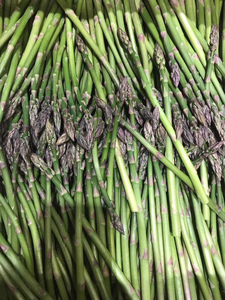 Awesome spruce asparagus from Isle of Wight @oakleafeuropean <a href="/oakleafemily/">Emily Wells</a>