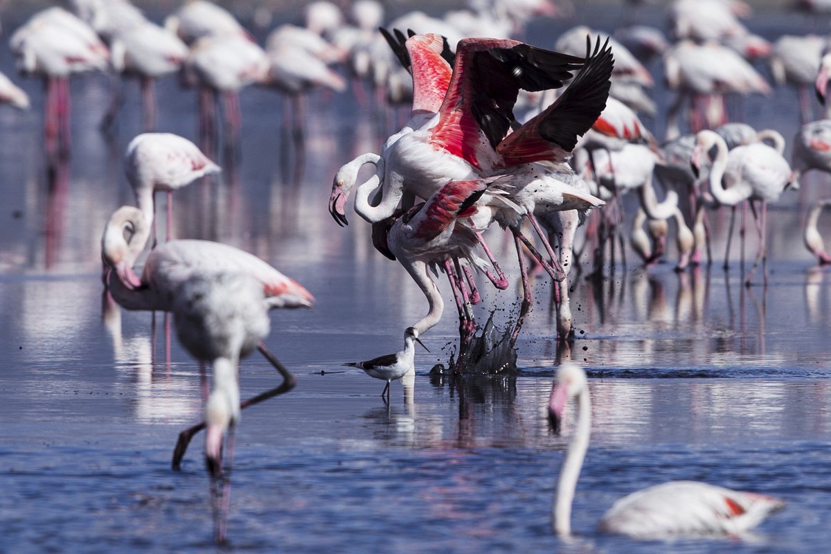 #FlamencosRosa se aparean en la reserva natural de la Laguna de Fuente de Piedra(Málaga) <a href="/EFEverde/">EFEverde</a> <a href="/JorgeZapata75/">Jorge Zapata</a>