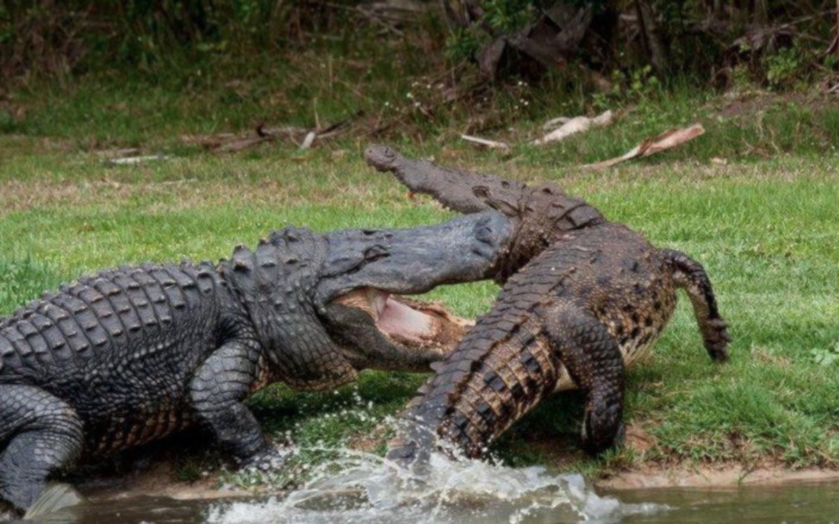 Alligators & crocodiles have often shared same regions. 