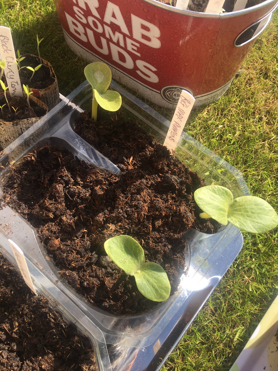 allotment75's tweet photo. Big Max Pumpkins! 🎃 #GYO #Allotment https://t.co/vovfBUnuql