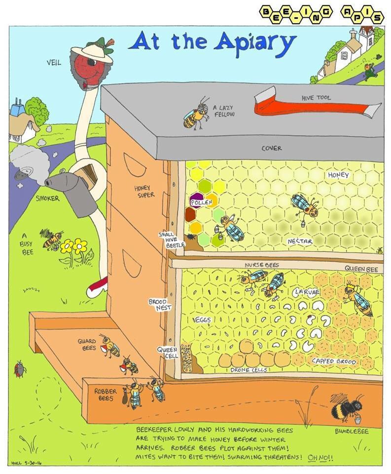 WCWCatford's tweet image. Open afternoon 27/5 2-4.30pm Find out about the world of our honey bees &amp;amp; help clear a new area for our outdoor kitchen Please book