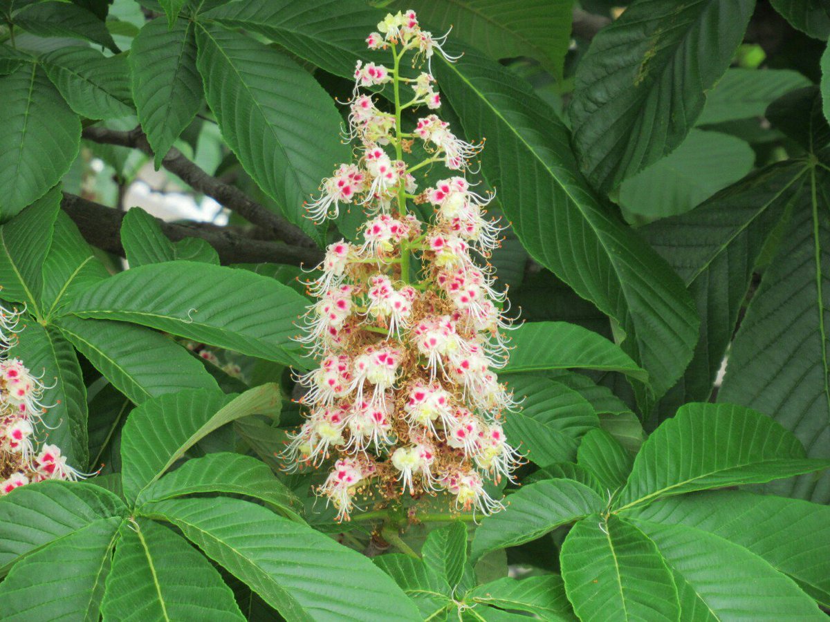 雑草図鑑 準備中 284 トチノキ ムクロジ科 日本原産 豪華でよく目立つタワー状の花を咲かせる 巨大な葉も特徴的 外国原産のセイヨウトチノキ マロニエ ベニバナトチノキ アカバナ トチノキも街路樹などに使われるが 日本のトチノキも海外で