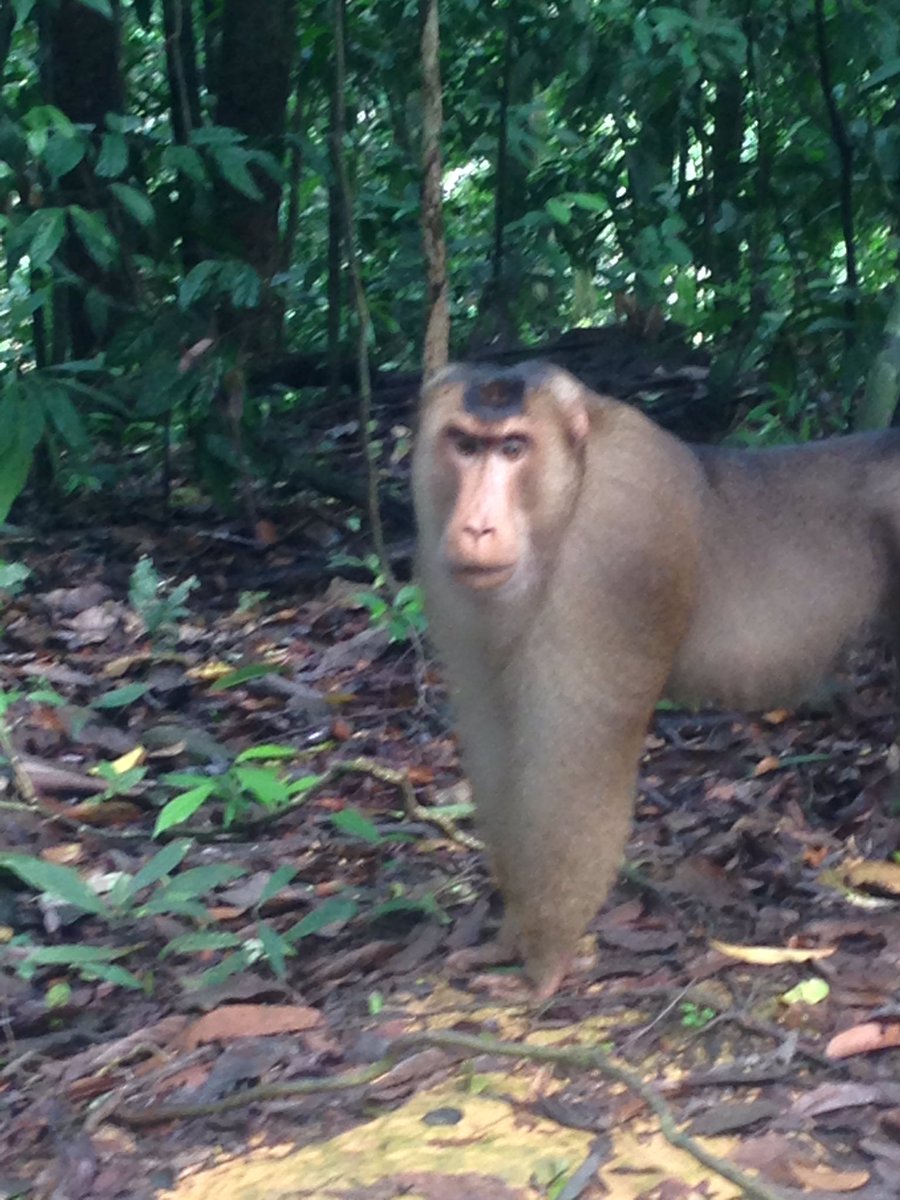 ChristineWiest's tweet photo. Week Without Walls trip to Sumatra. #SISIndo #bukitlawang https://t.co/ROYZaM4obX