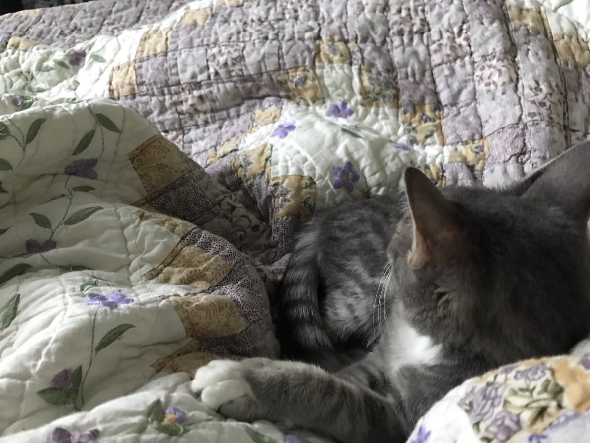 Tink has made herself at home on the backs identity legs in the mornings