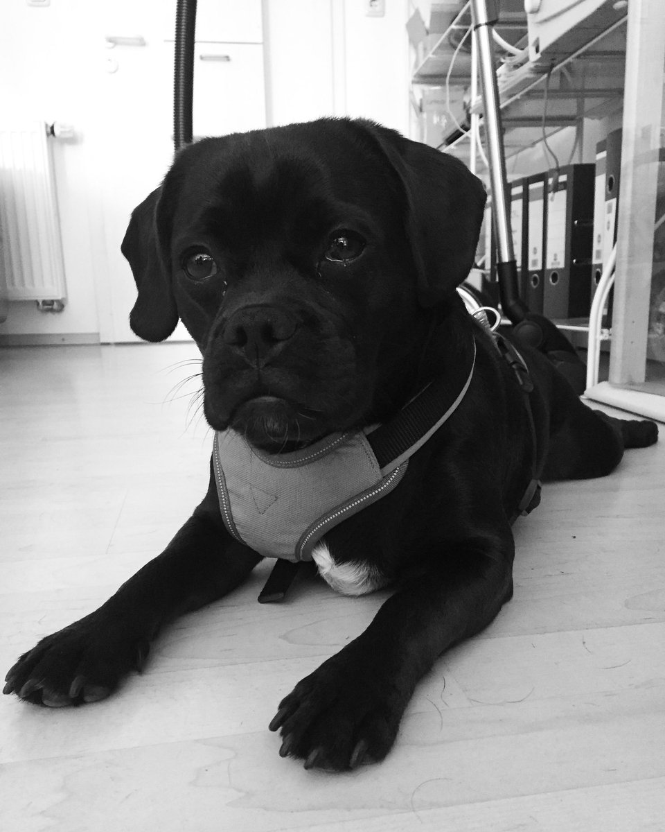 IrlAlexandra's tweet photo. #LeopoldThePuggle https://t.co/wempJnr9TH
