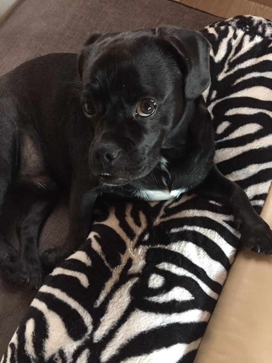 IrlAlexandra's tweet photo. #LeopoldThePuggle https://t.co/4rrAek7vAG