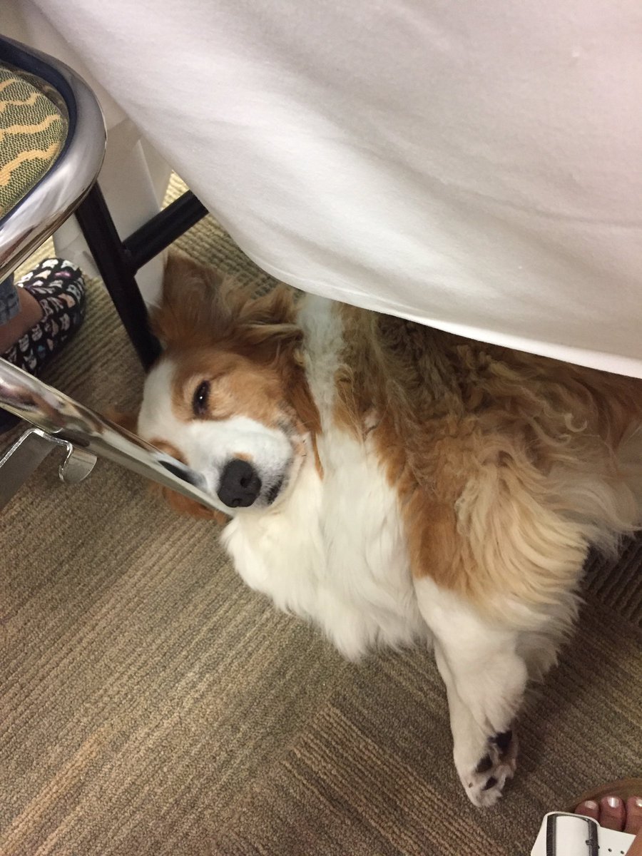 GoesByElizabeth's tweet photo. Jon Farleigh already knows everything about branding. Thankful 4 @CarmaPoodale's chair leg! #blogpaws #IdRatherBeNapping #corgi #adogslife https://t.co/5CBoarEjBn