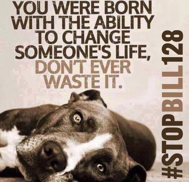 jane_endbsl's tweet image. Every dog is an individual. You don't know what genetics will show in a purebreed or mutt. Judge behavior not appearance. #endbsl #bslbytes