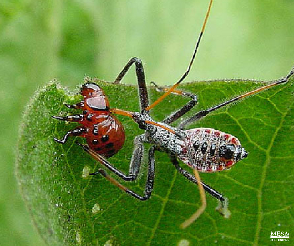 MesaSostenible's tweet image. Understanding a farm as an ecosystem rather than a factory offers exciting opportunities for effective pest control. buff.ly/2nYIRdb