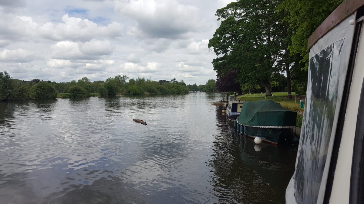 BishamAbbeySail's tweet photo. Warning. Large tree trunk in #Thames passing Bisham at 13.30hrs 18/5/17 #Bisham #Marlow #BourneEnd @EnvAgencySE @MyMarlowUK @marlow_rowing https://t.co/brGkBVDg4D