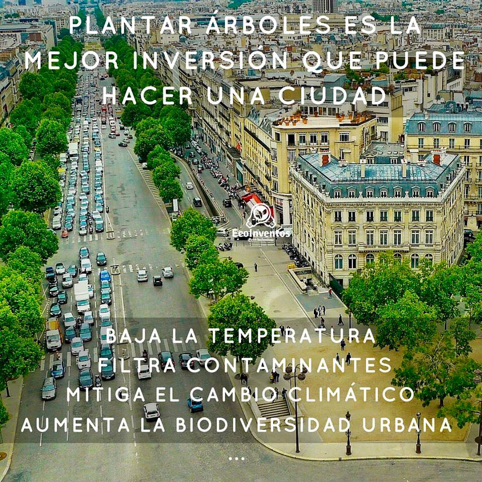 Proarbol_Col's tweet photo. Plantar árboles es la mejor inversión que puede hacer ciudad 
Baja temp
Filtra Contaminantes
Mitiga Cambio Climático
Aumenta Biodiversidad https://t.co/jNZBouNzFu
