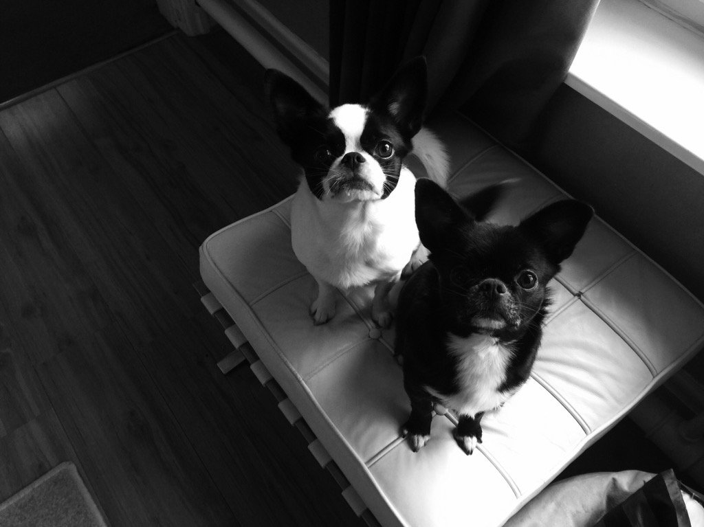 propel2grow's tweet image. Dexter and Tyler 'Are all Ears' and happy to hear about how @PetsatHome listen to their colleagues views. #NWEEG17