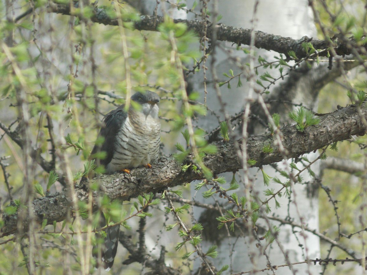 МОЙ ГОРОД - ПЕРМЬ! tweet media