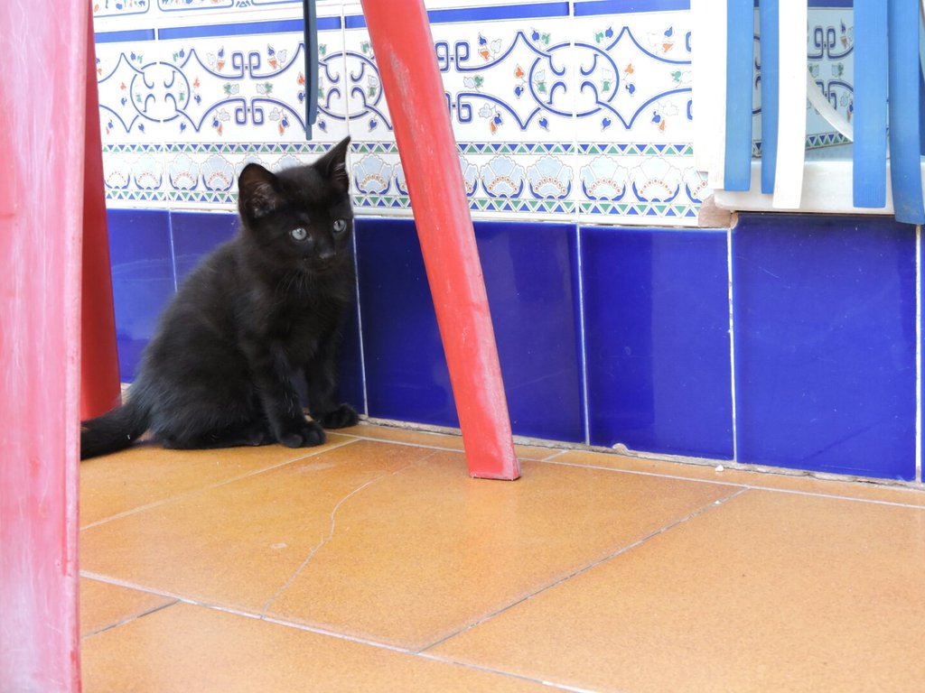 CotilleoSev's tweet photo. Estos gatitos necesitan adopción urgente, zona de Sevilla o Cádiz. Rt por fi https://t.co/vR8yBk0igm