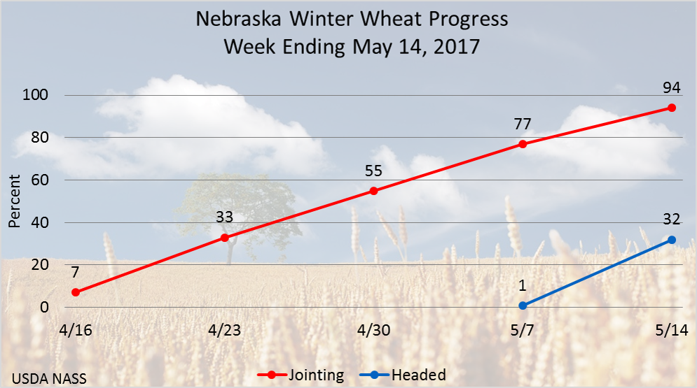 usda_nass's tweet photo. Nebraska winter wheat is 94% jointed and 32% headed, ahead of the 5 year averages of 76% and 22% respectively. #AgStats #AgChat https://t.co/ZMJWU6F4tC