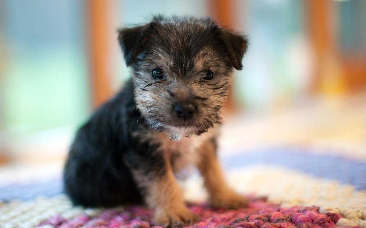 lduperier's tweet photo. #Dogs can talk to humans, study suggests via @telegraph https://t.co/6Y71PtW0VE #dogtalk #dogsintelligence #dogsofTwitter #seniordogs #pets https://t.co/TBxGGrlD7j