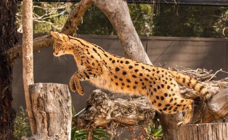 Lep_serval's tweet photo. https://t.co/u0LhiPOcvE