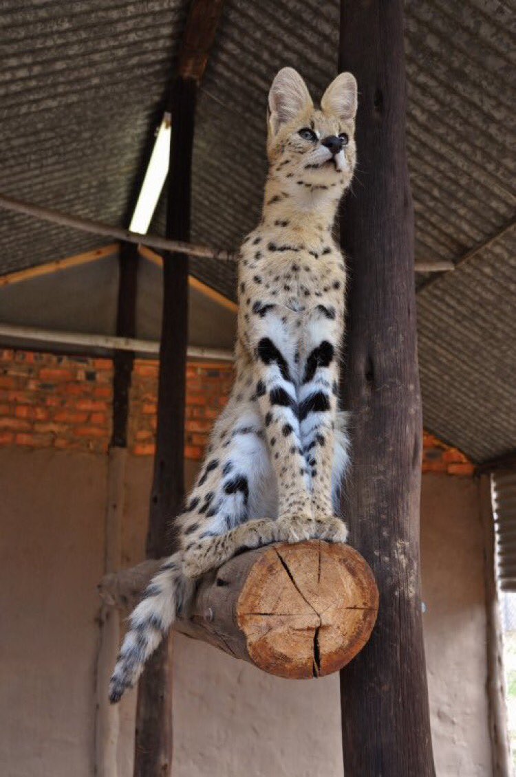 Lep_serval's tweet photo. https://t.co/j1dndI9US6