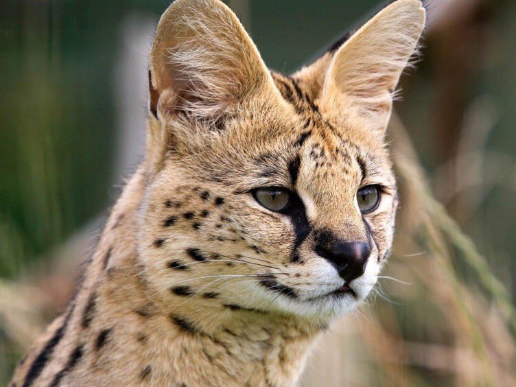 Lep_serval's tweet photo. https://t.co/zZCWaphslQ