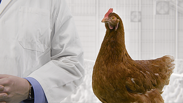 ...And here is the final result!!🐔 humanoid.uk/news/sealwise-… <a href="/anthilton/">Anthony Hilton</a> <a href="/OnezerooneThe/">OneZeroOneTheStudio</a> <a href="/SealwiseLtd/">Sealwise Ltd</a> #antimicrobial #campylobacter #3DVFX