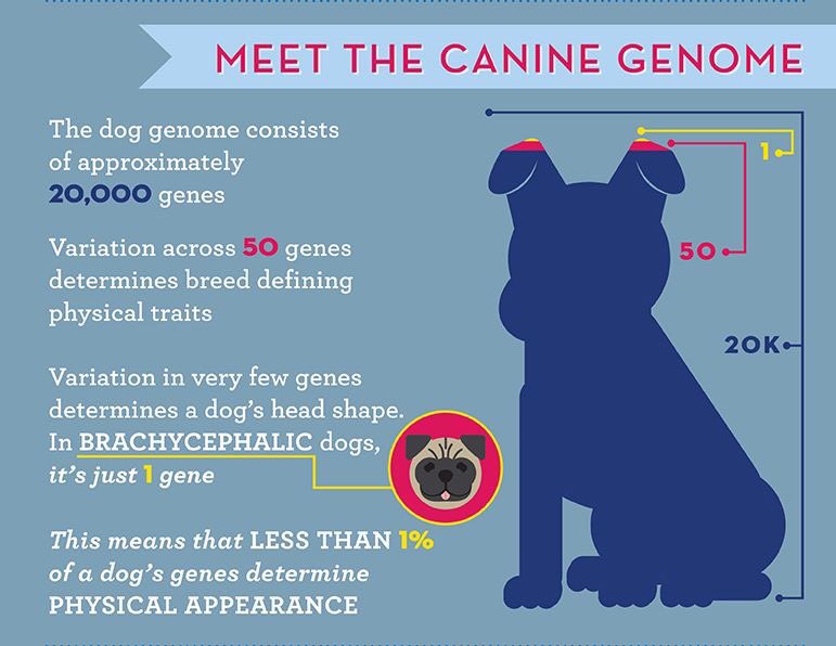 jane_endbsl's tweet image. BSL targets dogs on appearance not behavior, STOP banning genetics #endbsl #notobill128 #winnipeg #endbslmanitoba #mycanadaincludesalldogs