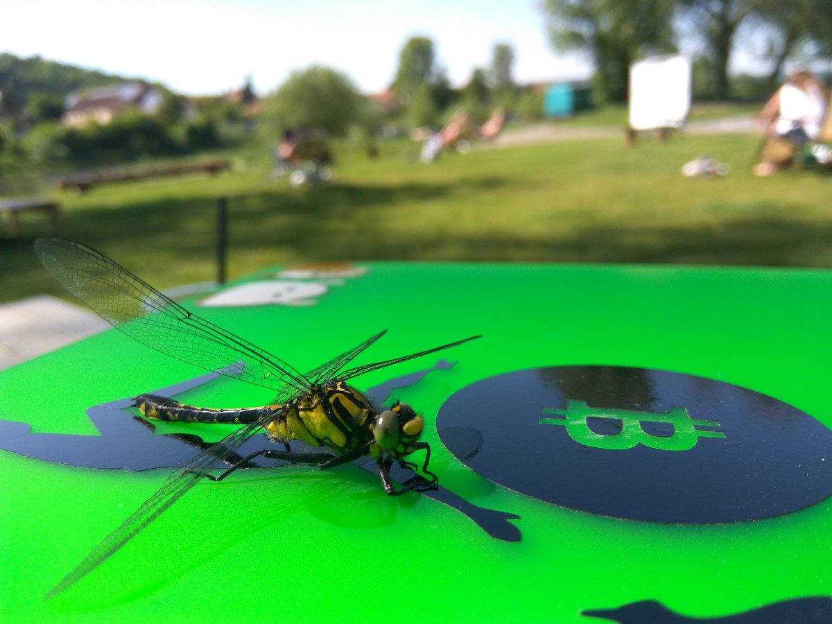 AlenaSatoshi's tweet image. These stickers attract good stuff 😉
#dragonfly at Vltava river
