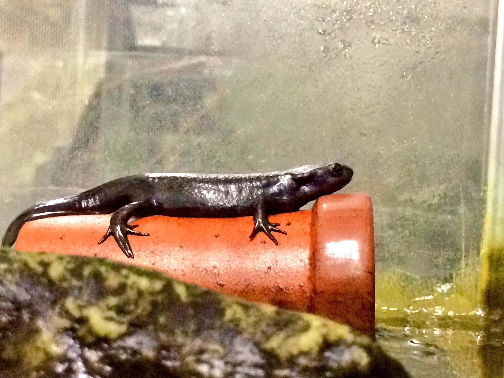 やす ラボのアカハライモリが珍しく陸にいた T Co 65sh4x99he Twitter