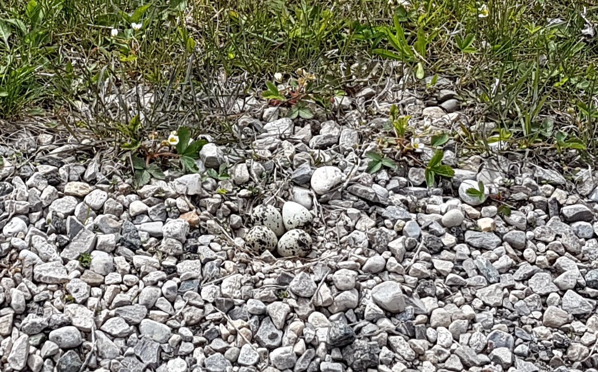 DUContario's tweet photo. Natures camoflage is a beautiful thing! #killdeer #hidinginplainsight #nature #springnest https://t.co/7QG3WIks1k