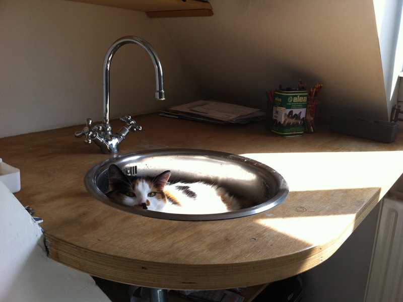 SpoiledKittyBox's tweet image. Happy #NoDirtyDishesDay