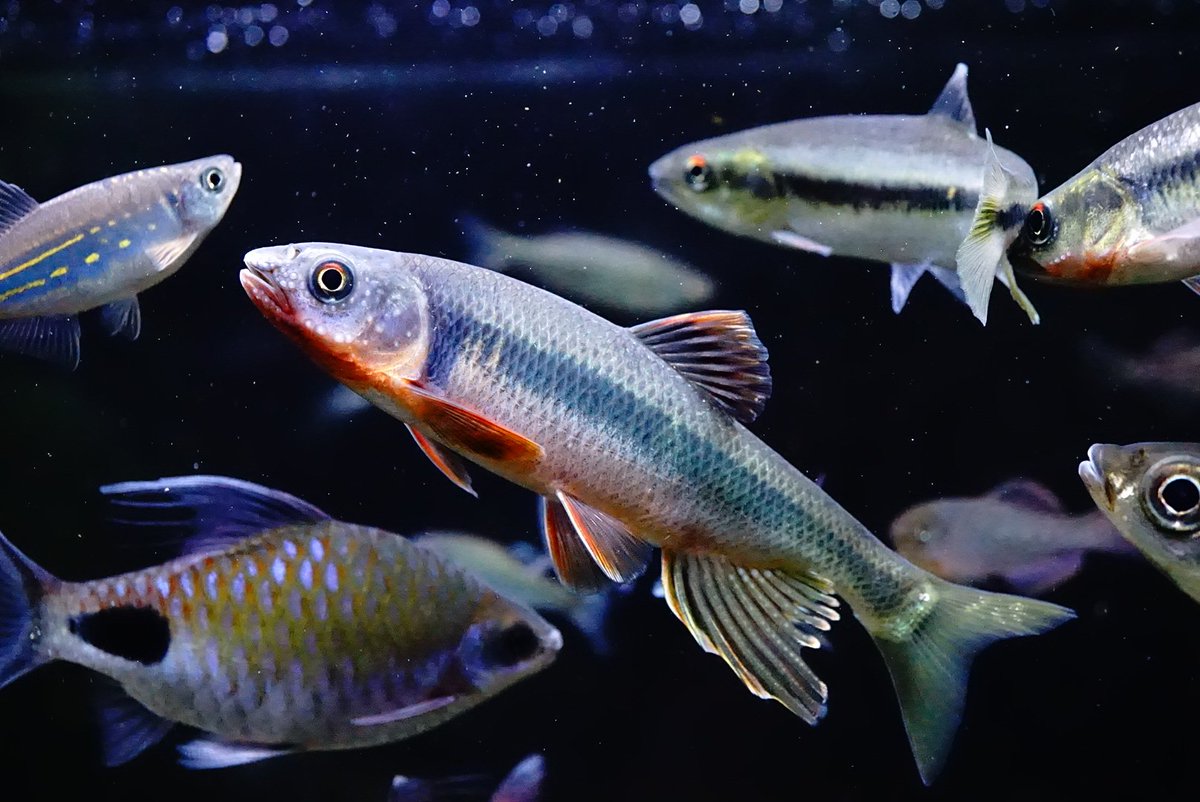 せっきー 渓流の雨男 オイカワ ヌマムツ 正直 婚姻色 が見られるとは思ってもみなかった ただ銀色の魚のままなのかなぁって 鰭が色づいてきはじめたときの もしかして色出るの ﾜｸﾜｸ っていうワクワク感 今でも忘れない それでこの色ですよ 笑