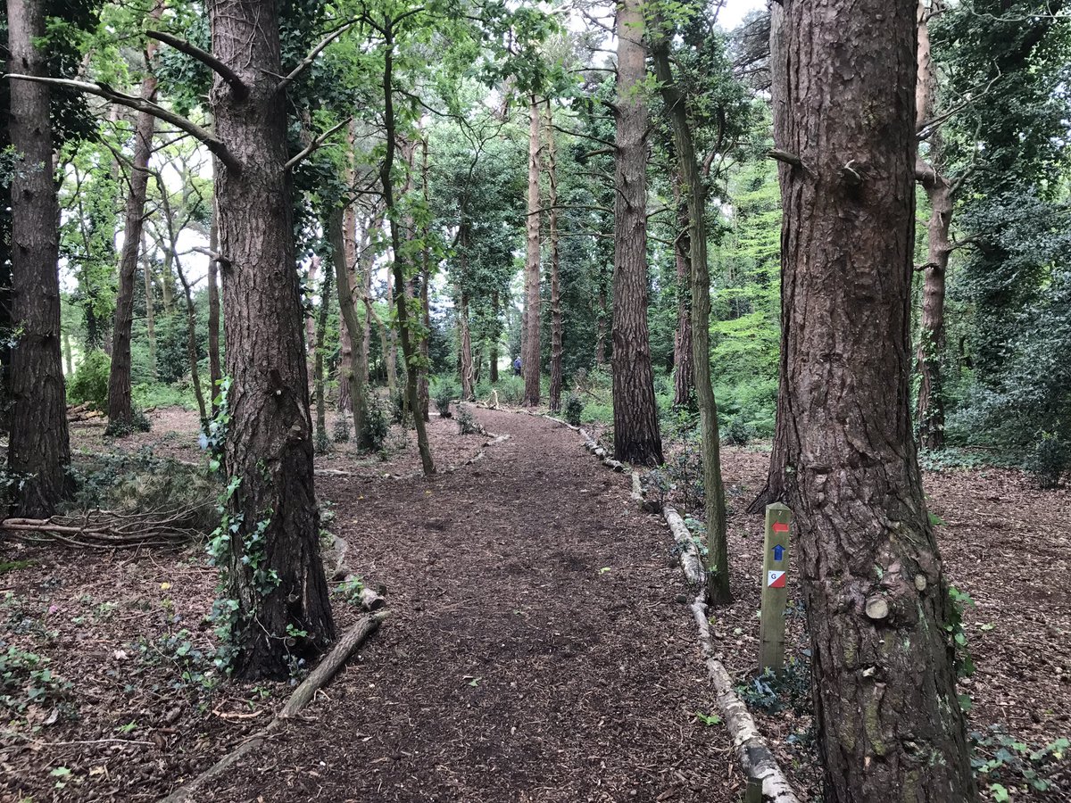 #pic #picture #photo #amaturephotography #dogwalking #trees #woods #photography