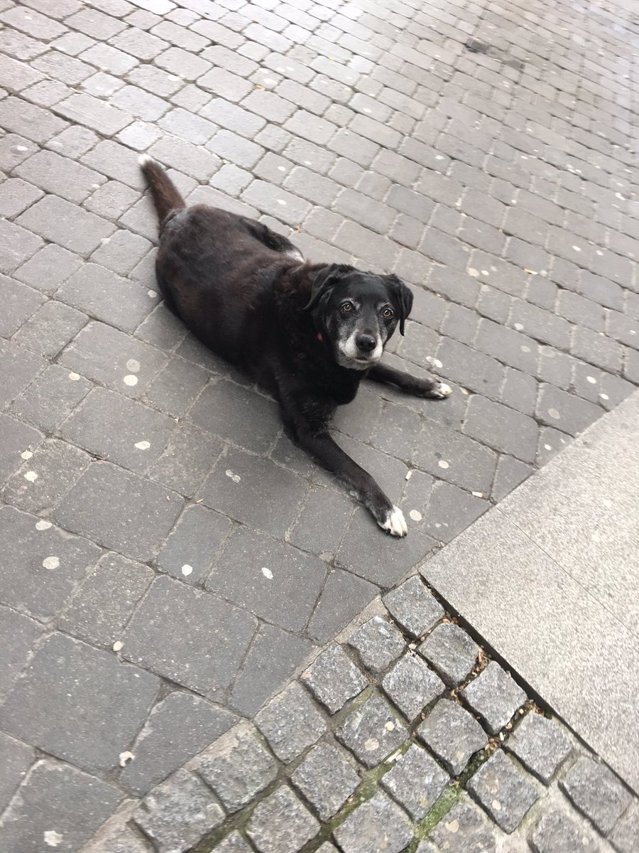 UL's tweet photo. UL's black dog is alive and well outside the library today. Black dog has not been replaced by a lookalike. A non-conspiracy thread. https://t.co/GyhcEprNBe